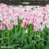 ruzovobily tulipan holland chic 2