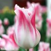 ruzovobily tulipan holland chic 3