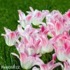 ruzovobily tulipan holland chic 5
