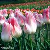 ruzovobily tulipan holland chic 6
