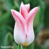 ruzovobily tulipan holland chic 1