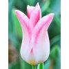 Tulipany Holland Chic 1