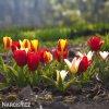 smes tulipanu kaufmanniana mix barev 2