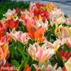 smes tulipanu kaufmanniana mix barev 5