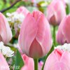 ruzovy tulipan mystic van eijk 1