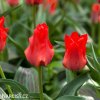cerveny tulipan red riding hood 4