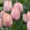 ruzovy tulipan salmon van eijk 5