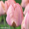 ruzovy tulipan salmon van eijk 1