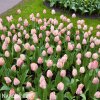 ruzovy tulipan salmon van eijk 2