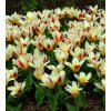 Tulipán The first 3