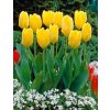 Tulipán Yellow Purissima 2