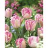 Tulipany Pink delight 2