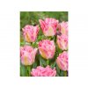 Tulipany Pink delight 3