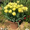 zluty tulipan honky tonk 4