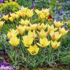 zluty tulipan honky tonk 1