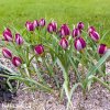 fialovy tulipan odalisque 2