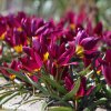 fialovy tulipan odalisque 3