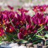 fialovy tulipan odalisque 4
