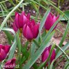 fialovy tulipan odalisque 5