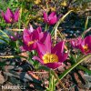 fialovy tulipan odalisque 6