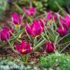 fialovy tulipan odalisque 7