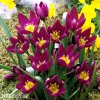 fialovy tulipan odalisque 1