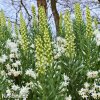 bily rebcik fritillaria persica alba 4