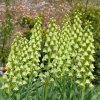 Repcik Fritillaria persica alba 3