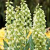 bily rebcik fritillaria persica alba 1
