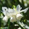 bílý narcis thalia 5