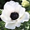Anemonky The Bride 2