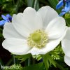 bila sasanka anemone the bride 2