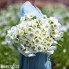 bila sasanka anemone the bride 3