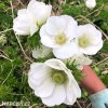 bila sasanka anemone the bride 4