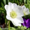 bila sasanka anemone the bride 5
