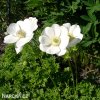bila sasanka anemone the bride 6