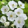 bila sasanka anemone the bride 1