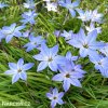 ipheion modry 5