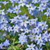 ipheion modry 6