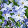ipheion modry 7