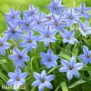 ipheion modry 1