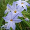 ipheion uniflorum jarni hvezda bilo modra 3