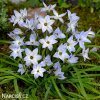 ipheion uniflorum jarni hvezda bilo modra 4