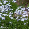ipheion uniflorum jarni hvezda bilo modra 5
