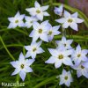 ipheion uniflorum jarni hvezda bilo modra 1