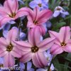 ipheion jarni hvezda mix smes barev 2