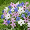 ipheion jarni hvezda mix smes barev 3