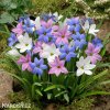 ipheion jarni hvezda mix smes barev 1