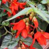 cervena previsla begonie bertinii santa cruz 3