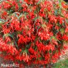 cervena previsla begonie bertinii santa cruz 1